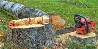 Best Tree Risk Assessment  in Gunter, TX