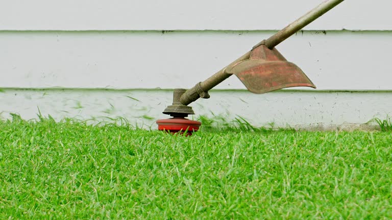 Best Tree Mulching  in Gunter, TX