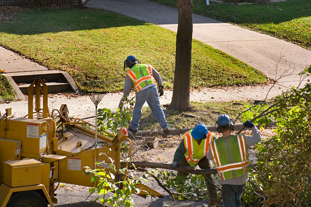  Gunter, TX Tree Services Pros