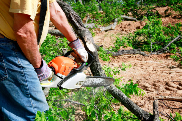 Best Lawn Mowing  in Gunter, TX